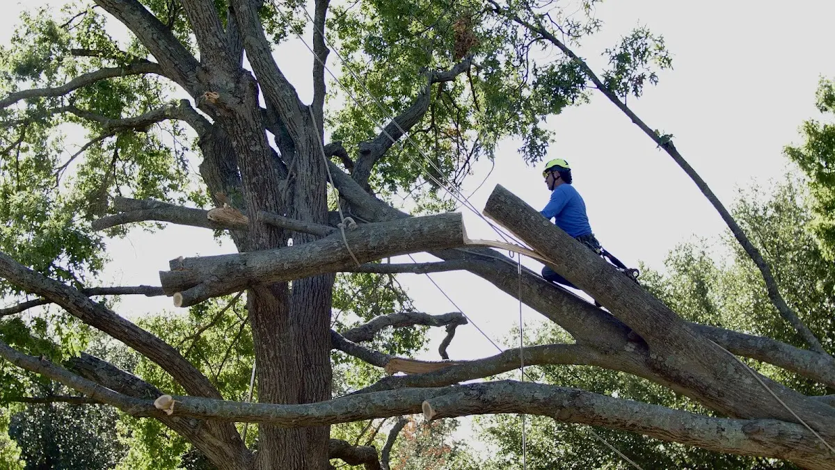 Professional Crown Thinning performed by certified arborists in Gowen