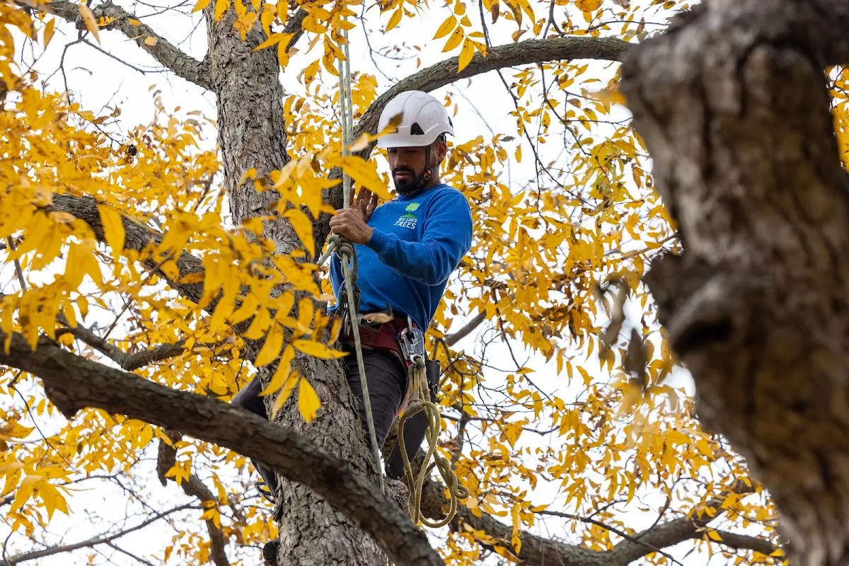 Skilled Tree Pruning crew working in Gowen